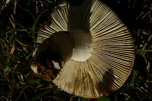 Russula lepida?